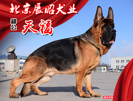北京展昭犬业