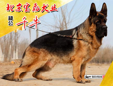 北京宝磊犬业